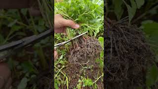 Harvesting spinach kang kong leaf mustard gardening [upl. by Arrait254]