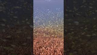 Fishsoup at Melissas Garden Raja Ampat indonesia scuba oceanlife [upl. by Dillie]