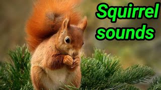 Squirrel video  Squirrel sound make them come to you [upl. by Eidnil]