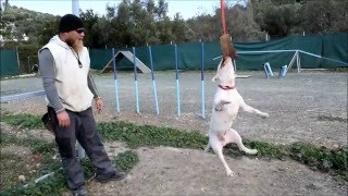 Bull terrier agility and spring pole training [upl. by Lalat]