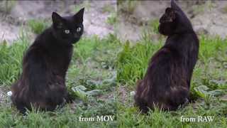 RAW test vs H264 MOV [upl. by Nonaihr479]