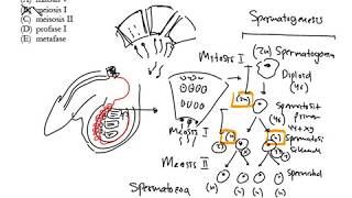 Meiosis pada Spermatogenesis [upl. by Enovahs481]