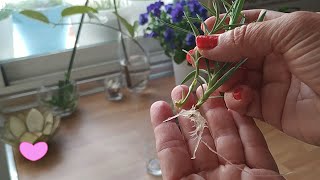 Pequeño truco para plantar Hijitos de Clavel en Agua y den Raices [upl. by Warfeld]