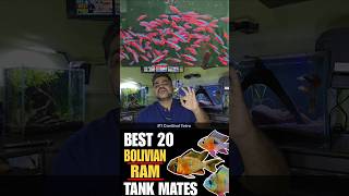 Top 20 Tank Mates For Bolivian Ram Cichlid [upl. by Nared]