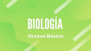 BIOLOGÍA  Sistema Respiratorio 8° Básico  Clase N°4 [upl. by Kcub642]