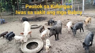 Pausok sa Kulungan iwas sakit ang mga baboy farmeradman backyardfarm nativepigs pigfarmvideo [upl. by Alimat]