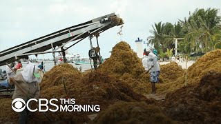 Massive waves of toxic seaweed inundate Yucatan Peninsula beaches [upl. by Nyleuqcaj729]