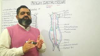 Phylum Gastrotricha Urdu Hindi medium profmasoodfuzail Structure of Gastrotricha [upl. by Asilad]