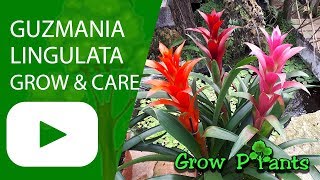 Guzmania lingulata  grow amp care Scarlet star lingulata [upl. by Baxy]