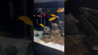 FEEDING FRENZY IN THE MBUNA CICHLID TANK [upl. by Arihsay671]