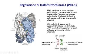 16 Regolazione coordinata di glicolisi e gluconeogenesi [upl. by Tsirhc165]