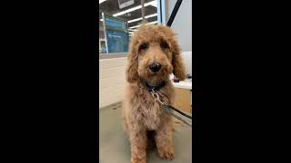 GoldenDoodle First Trim at the Groomer [upl. by Ursa]