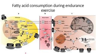 Fatty acid consumption during endurance exercise Code 577 [upl. by Fortunia]