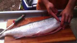 How to break down or process a salmon Gut gill fillet skin debone [upl. by Esyle]