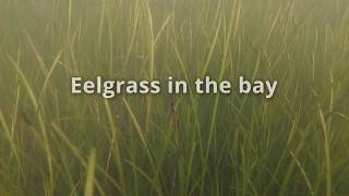 Eelgrass in the Shediac Bay [upl. by Streeto981]