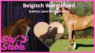 Belgische warmbloed paard Een jong en sportief paardenras Staltour Jane minihurricane [upl. by Lan832]