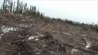 Pine Beetle Killed Forest [upl. by Eldred]