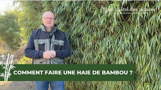 Comment faire une haie de bambou  🎋 [upl. by Adnoved]