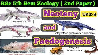 Neoteny and PaedogenesisBSc 5th Semester Zoology 2nd PaperUnit 3Neoteny and Paedogenesis in Hindi [upl. by Rhodes595]