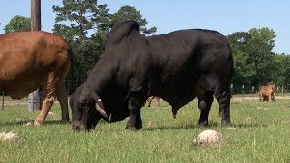 Brahman negro Brahman Rojo Casaray Ranch Texas  Campo  Mundo del Campo [upl. by Ateiram397]