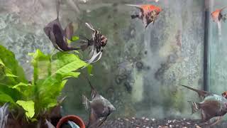 Skalar Mix Paket Pterophyllum scalare var [upl. by Seira]