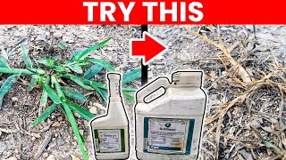 Goosegrass Weed Killer in the Lawn  Testing 2 Products [upl. by Enila]