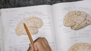 Cerebrum cerebral hemispheres part 1 neuroanatomy lobes and Main sulcus of cerebral hemisphere [upl. by Yelloh]