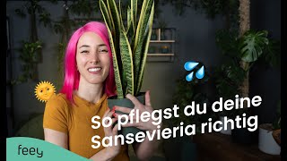 Sansevieria Schwiegermutterzunge richtig pflegen – der komplette Guide 🌱  feey Pflanzenlexikon [upl. by Noteek]