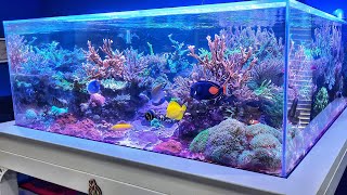 400 Gallon Reef Tank Update Sept 23 reeftank reefaquarium kalkwasser see desc for more info [upl. by Joscelin604]