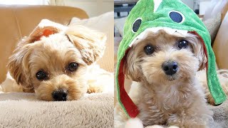 Cute Maltipoo Puppies Compilation 2 [upl. by Acirt775]