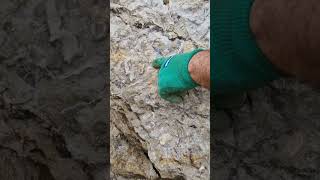 Splitting down huge rocks at Burton bradstock to reveal ammonites shorts [upl. by Nytsud258]