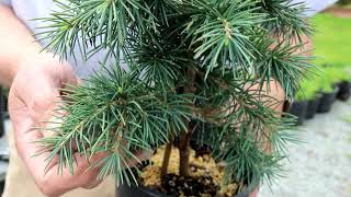 What are Dwarf Conifers and How to Use Conifers in Your Landscape [upl. by Aniara]