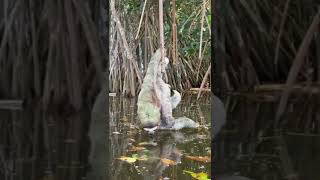 Baby Sloth Drinking Water 🦥❤ [upl. by Netsew]