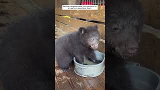 Rescue a trapped bear cub was stuck in a tree for a long time then bear babybear short [upl. by Pearse]