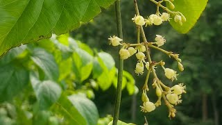 Menispermaceae Flora Flower Plant Nature Bouquet Video YoutubeVideo YTVideo [upl. by Otrebilif]