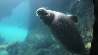 Top Moments Of Cuteness At The Oregon Zoo wildlife animals [upl. by Kcirdnekel]