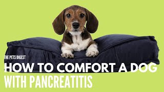 HOW TO COMFORT A DOG WITH PANCREATITIS CHRONIC AND ACUTE PANCREATITIS IN DOGS [upl. by Naie]