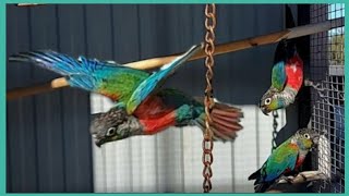 Crimson Bellied Conure ParrotBrazilSouth AmericaConure Parrot Sound [upl. by Draw]