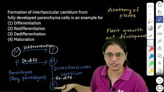 NEET 2024  Formation of interfascicular cambium from fully developed parenchyma cells is an example [upl. by Sinnod]