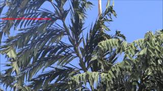 Caryota urens  Wine palm  Toddy palm  Jaggery palm [upl. by Nnael]