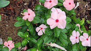 Parte 2 plantando vincas periwinkle vinca madagascar [upl. by Sul]