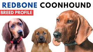 Redbone Coonhound Breed Profile History  Price  Traits  Grooming Needs  Lifespan [upl. by Bonnes]