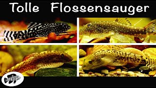 Einfach Flossensauger im Aquarium halten [upl. by Resarf]