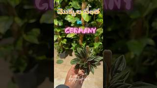 Pflanzen in Germany plants garden trending viralvideo berlin germany relaxing nature europe [upl. by Par823]