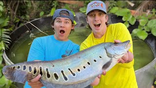 I caught Bass fishing Productions a new pet fish [upl. by Leunamne]