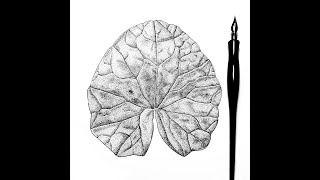 Timelapse stippling botanical drawing [upl. by Ennavoj376]