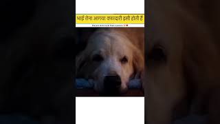 Dog sad story 🥹 dog doglover trending motivation video love sad life explore fyp video [upl. by Burt385]