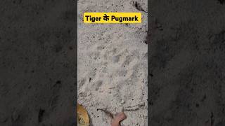 Jim Corbett Park Tiger के Pugmark plzsubscribemychannel 👍🏻 [upl. by Bonnie]