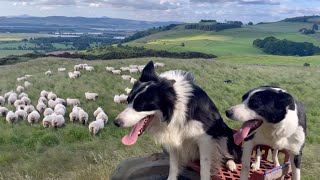 Two fantastic collies gathering sheep [upl. by Erdrich]