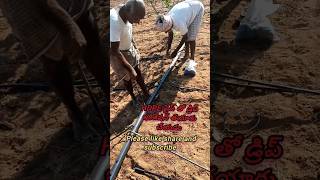 Drip irrigation with HDPE pipe [upl. by Reginald842]